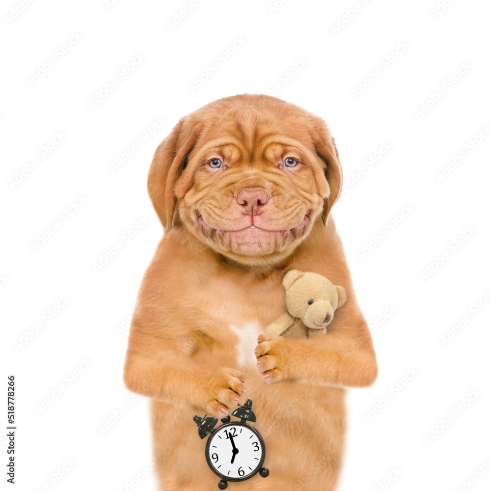 Obraz premium Smiling Mastiff puppy wearing mask for sleep hugs favorite toy bear and shows alarm clock. isolated on white background