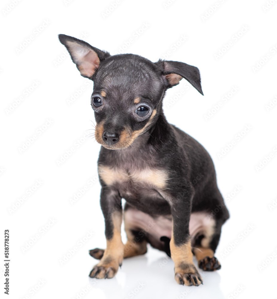 Sad Toy terrier puppy sits in front view and looks at camera. Isolated on white background