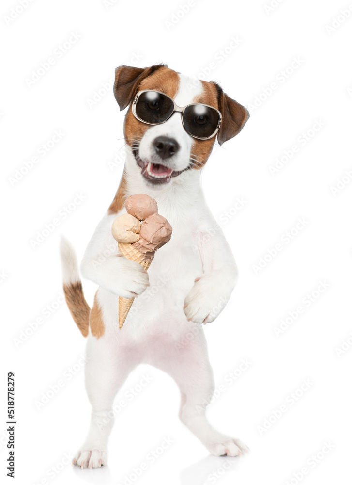 Happy Jack Russell Terrier puppy wearing sunglasses holds ice cream. isolated on white background
