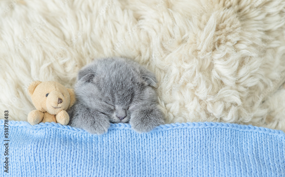 Cozy tiny kitten sleeps with favorite toy bear under warm blanket on a bed at home. Top down view. Empty space for text Cozy tiny kitten sleeps with favorite toy bear under warm blanket on a bed at home. Top down view. Empty space for text