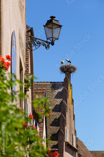 Couple de cigognes dans leur nid en haut d'une maison alsacienne.