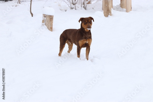 Perro marrón parado sobnre la nieve, con nieve en su ocico photo