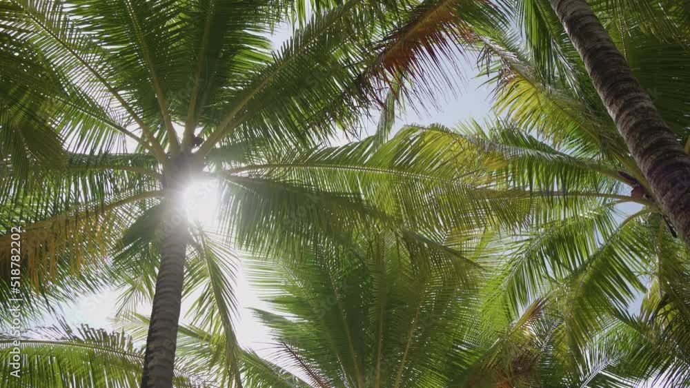 Coconut trees sunny looking sky. palm tree in the sun Low angle shot. 4k copy space. no people. Coconut trees sunny looking sky. palm tree in the sun Low angle shot. 4k copy space. no people.