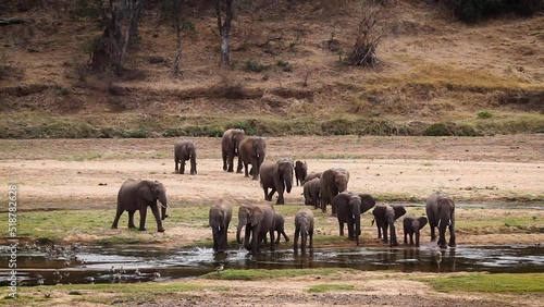 Herd of African bush elephants coming to drink in riverside in Kruger National park, South Africa ; Specie Loxodonta africana family of Elephantidae