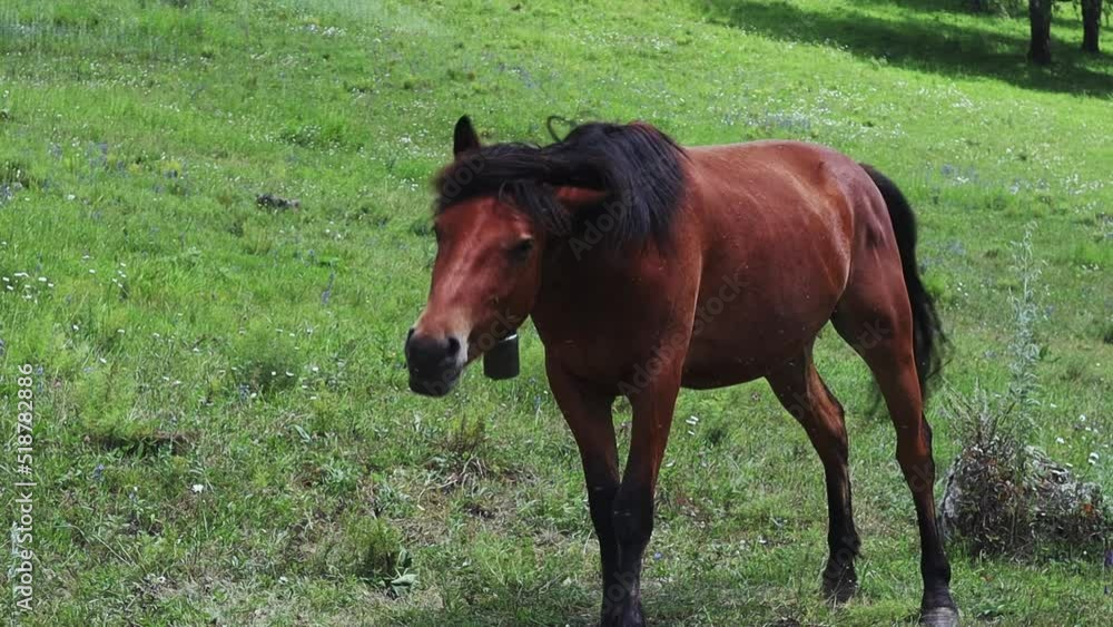 A horse grazing in the mountains waves away attacking insects. High quality Full HD footage A horse grazing in the mountains waves away attacking insects. High quality Full HD footage