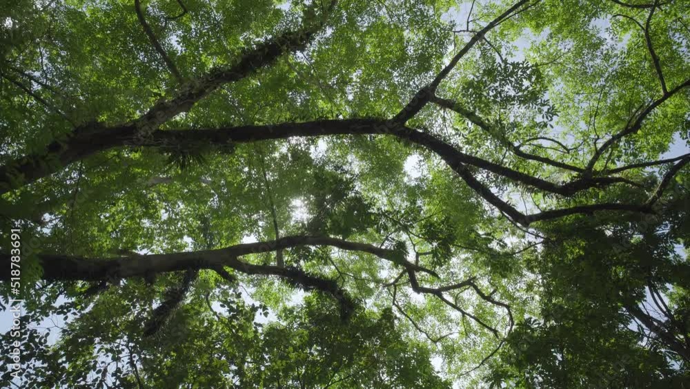 Wide shot Green trees sun shines through foliage forest. Looking up sunbeams blue sky walking POV camera Low angle shot.