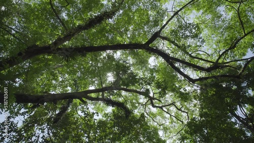 Wide shot Green trees sun shines through foliage forest. Looking up sunbeams blue sky walking POV camera Low angle shot.