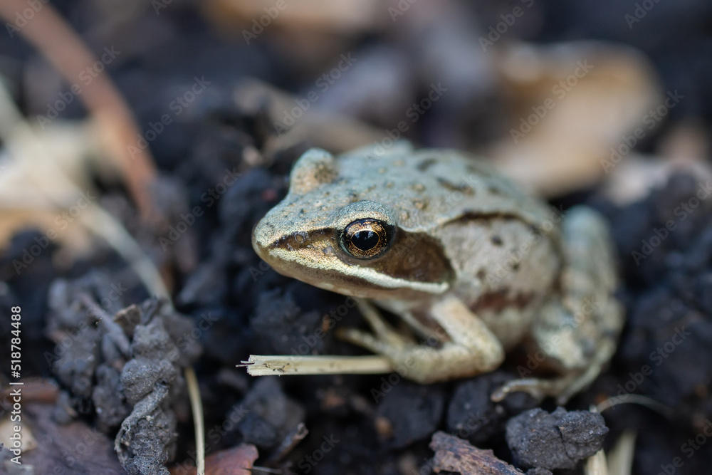 Fototapeta premium A adult Common European Toad, Bufo bufo sitting on the ground in the garden.