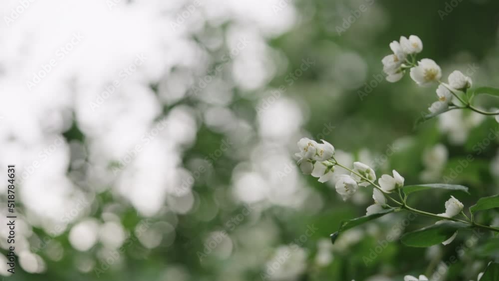 Slow motion handheld shot of jasmine flowers after rain Slow motion handheld shot of jasmine flowers after rain