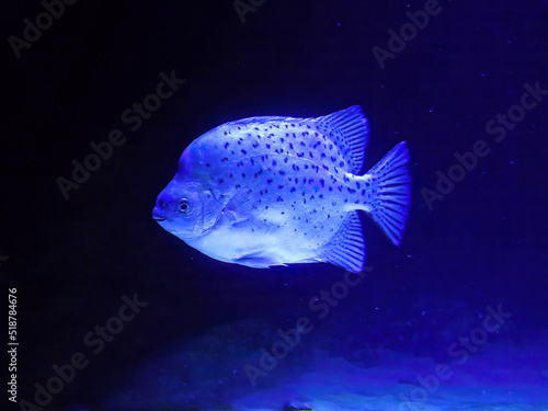 Spotted Scat Scatophagus argus. white spotted fish in a dark aquarium against an epic white spotlight