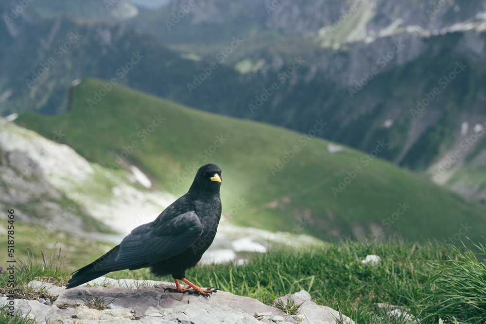 bird in the mountain bird in the mountain