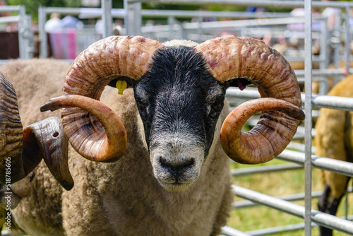 Scottish blackface sheep in a pen at an agricultural show