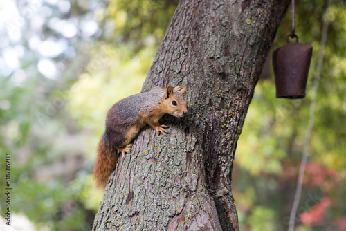 Brown squirrel standing on body of the tree closeup view © ermancati