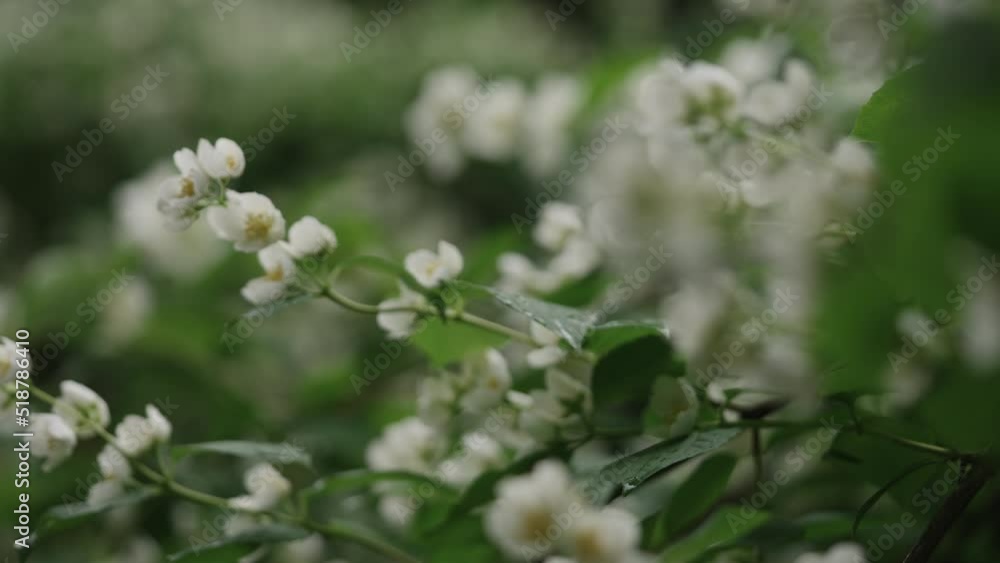 Slow motion handheld shot of jasmine flowers after rain Slow motion handheld shot of jasmine flowers after rain