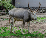 Pere David`s deer male. Latin name - Elaphurus davidianus. These animals are exterminated in the wildlife, live only in zoos