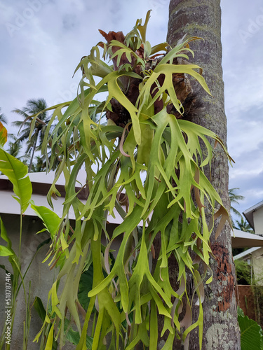 Paku tanduk rusa or deer horn ferns are a group of epiphytic ferns which are all members of the genus Platycerium. The hanging leaves shaped like a deer antler.