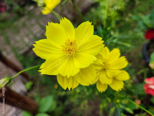 Bright yellow of Kenikir sulfur or Cosmos sulphureus flower. 