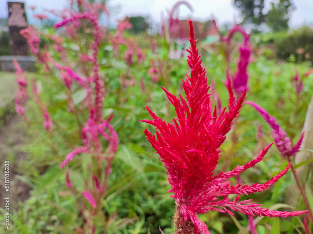 Vibrant red of bunga jengger ayam or Celosia flower Vibrant red of bunga jengger ayam or Celosia flower