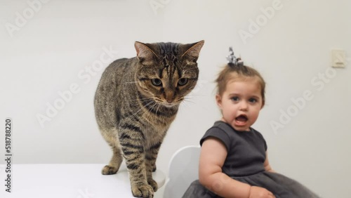 Cat and child at home at the table on a white background.