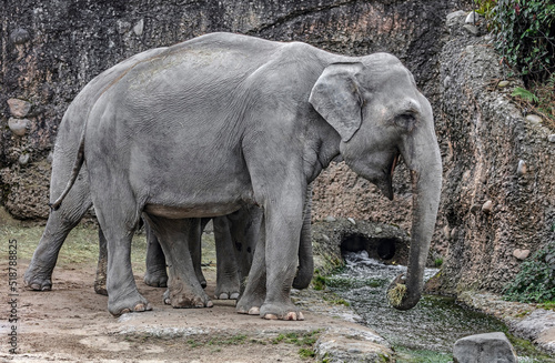 Asian elephants eating hay. Latin name - Elephas maximus 