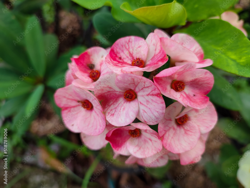 Beautiful red pink of Euphorbia flower Beautiful red pink of Euphorbia flower