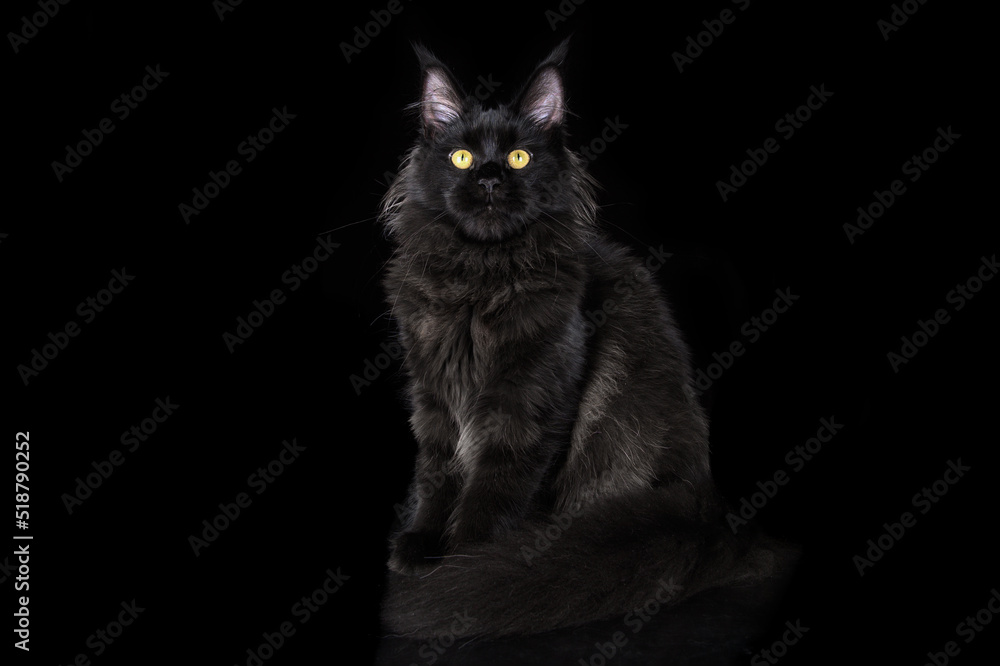 beautiful black maine coon kitten sitting on black studio background