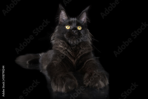 black maine coon kitten lying down on black background