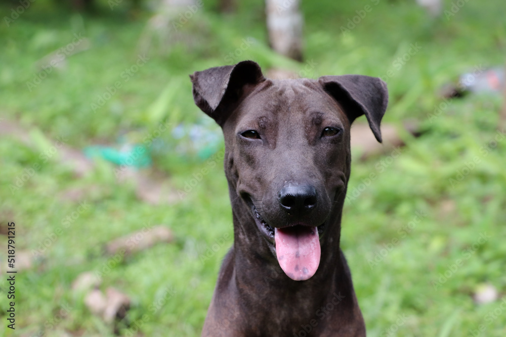 A black female stray dog sits on green grass, waiting for food from a kind person.