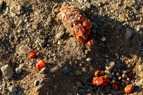 Scat of the pocupine (Hystrix africaeaustralis) showing clearly what it had been eating (red berries which have passed through the gut largely undigested). photo