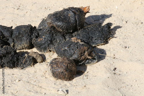 Scat of the lion in the Kgalagadi Transfrontier National Park. The characteristic black colour is from the high blood content of the diet. Note piece of undigested bone sticking out of the feces. photo