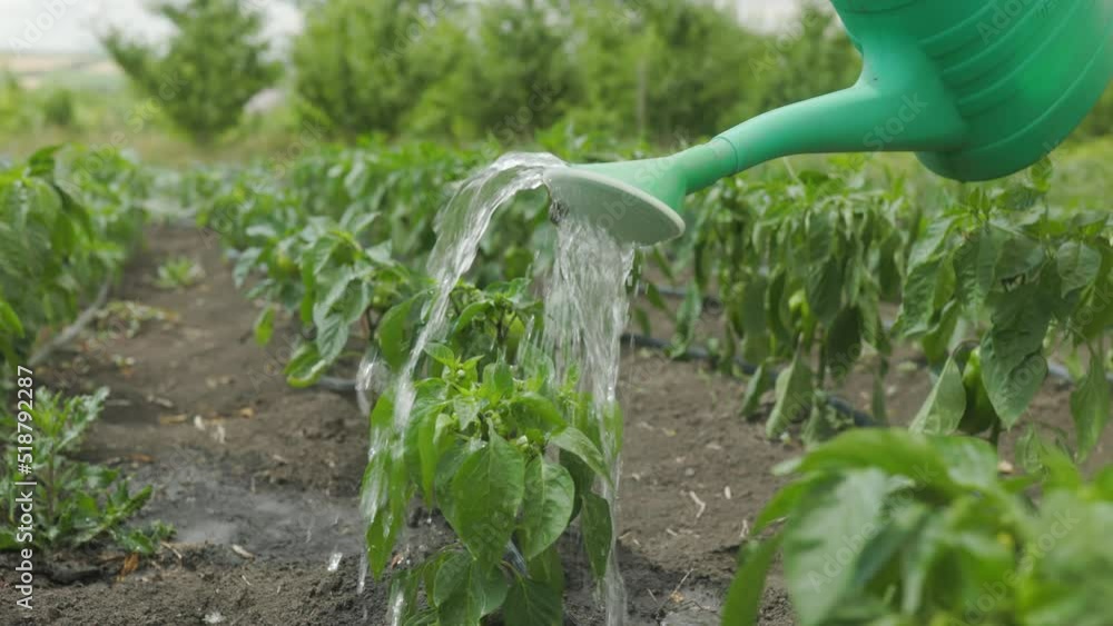 Green peppers grow in the garden of the house. Pouring pepper from a