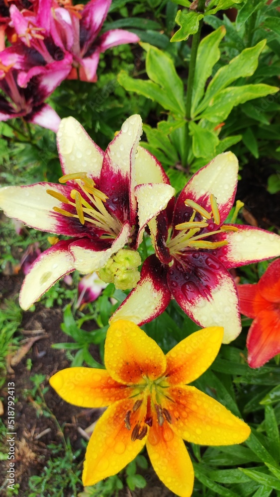 Lily flower after the rain in the summer garden Lily flower after the rain in the summer garden