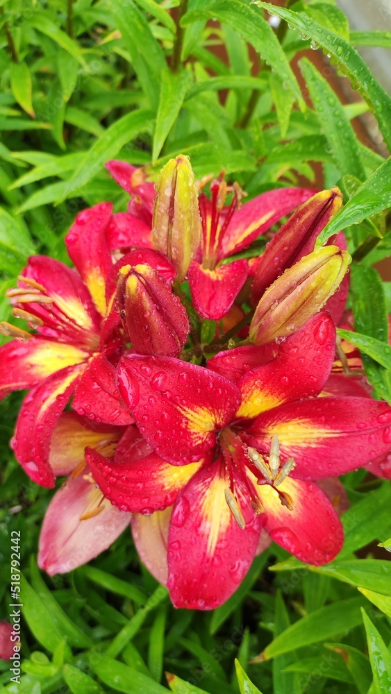 Lily flower after the rain in the summer garden