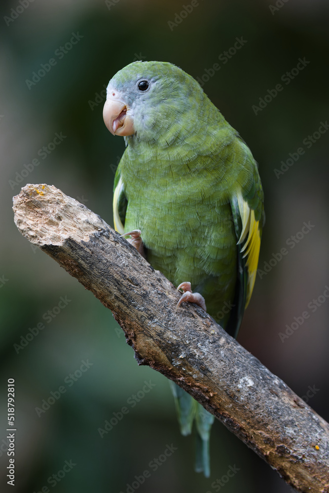 White-winged Parakeet. Brotogeris versicolurus White-winged Parakeet. Brotogeris versicolurus