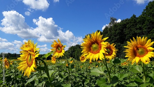 sunflowers in the field