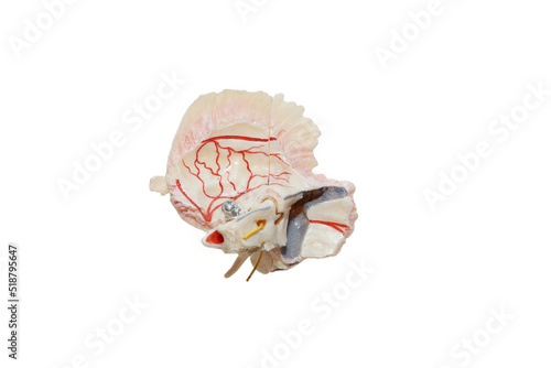 Membrane for the study of the temporal bone