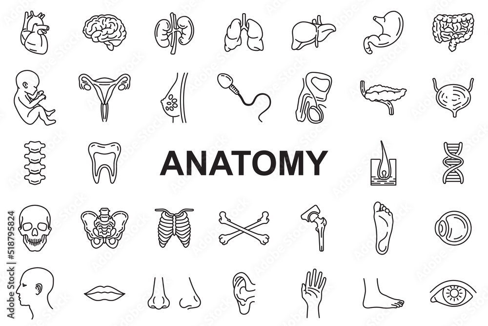 Anatomy Icons - Editable stroke Anatomy Icons - Editable stroke