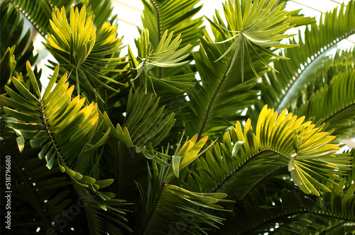 Fototapeta Naklejka Na Ścianę i Meble -  palm tree leaves