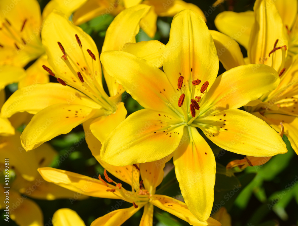 Amaryllis is the only genus in the subtribe Amaryllidinae (tribe Amaryllideae). It is a small genus of flowering bulbs, with two species. Amaryllis is the only genus in the subtribe Amaryllidinae (tribe Amaryllideae). It is a small genus of flowering bulbs, with two species.