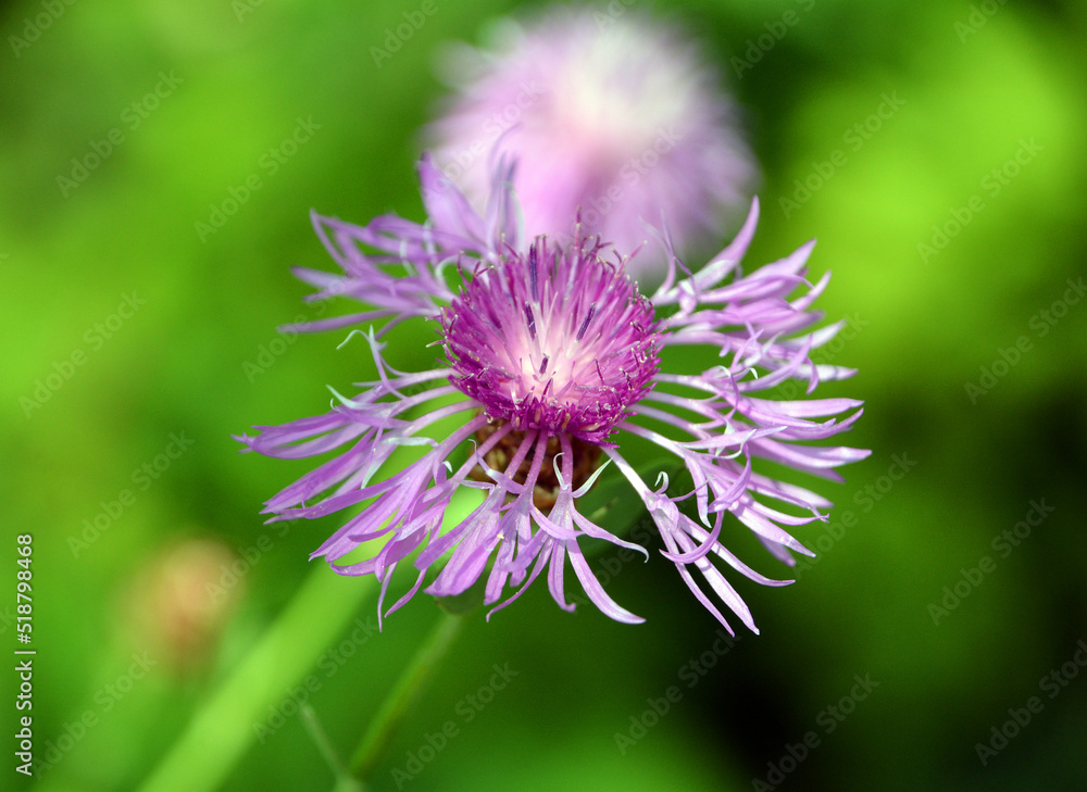 Centaurea cyanus, commonly known as cornflower or bachelor's button is an annual flowering plant in the family Asteraceae native to Europe. Centaurea cyanus, commonly known as cornflower or bachelor's button is an annual flowering plant in the family Asteraceae native to Europe.