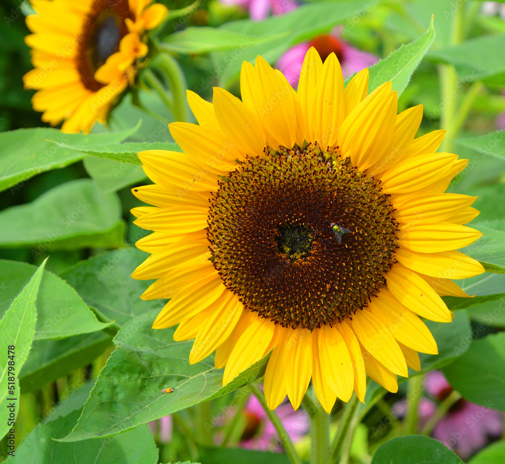 Obraz premium The sunflower is an annual plant native to the Americas. It possesses a large inflorescence, and its name is derived from the flower's shape and image, which is often used to depict the sun.