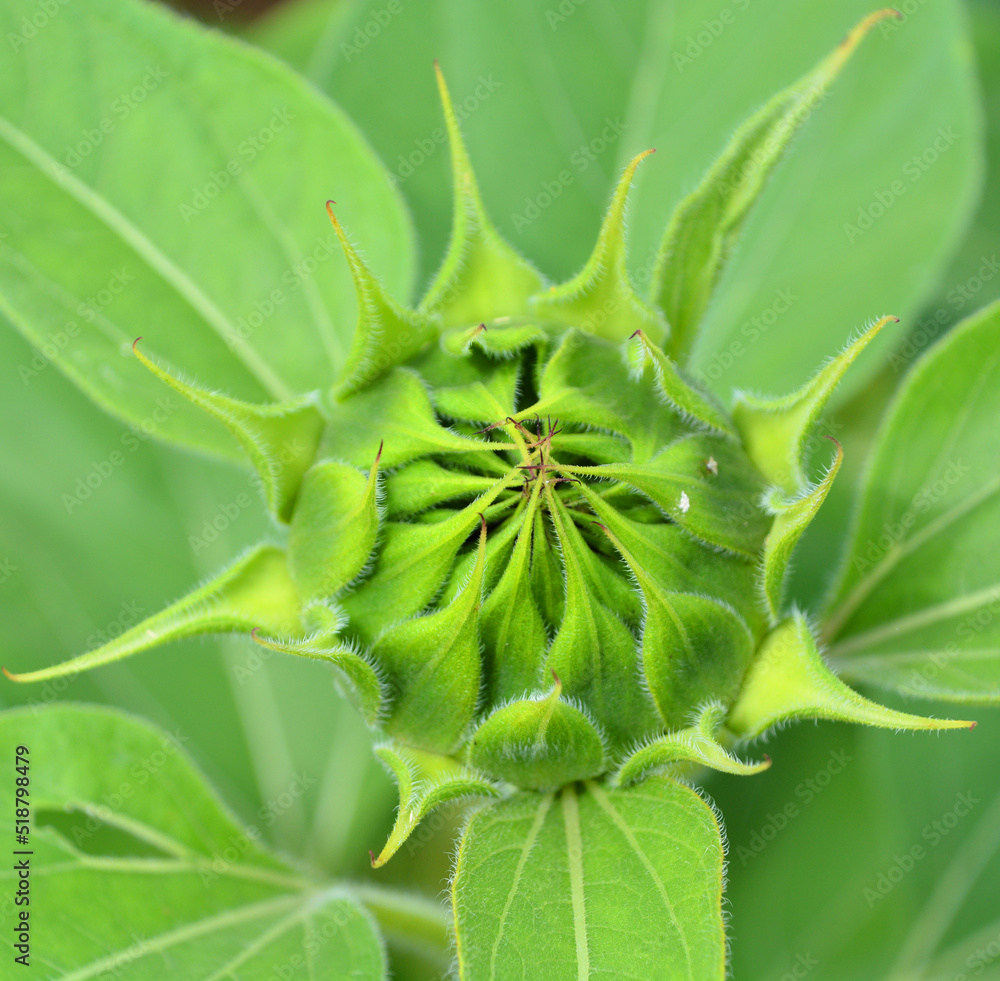 The sunflower is an annual plant native to the Americas. It possesses a large inflorescence, and its name is derived from the flower's shape and image, which is often used to depict the sun. The sunflower is an annual plant native to the Americas. It possesses a large inflorescence, and its name is derived from the flower's shape and image, which is often used to depict the sun.
