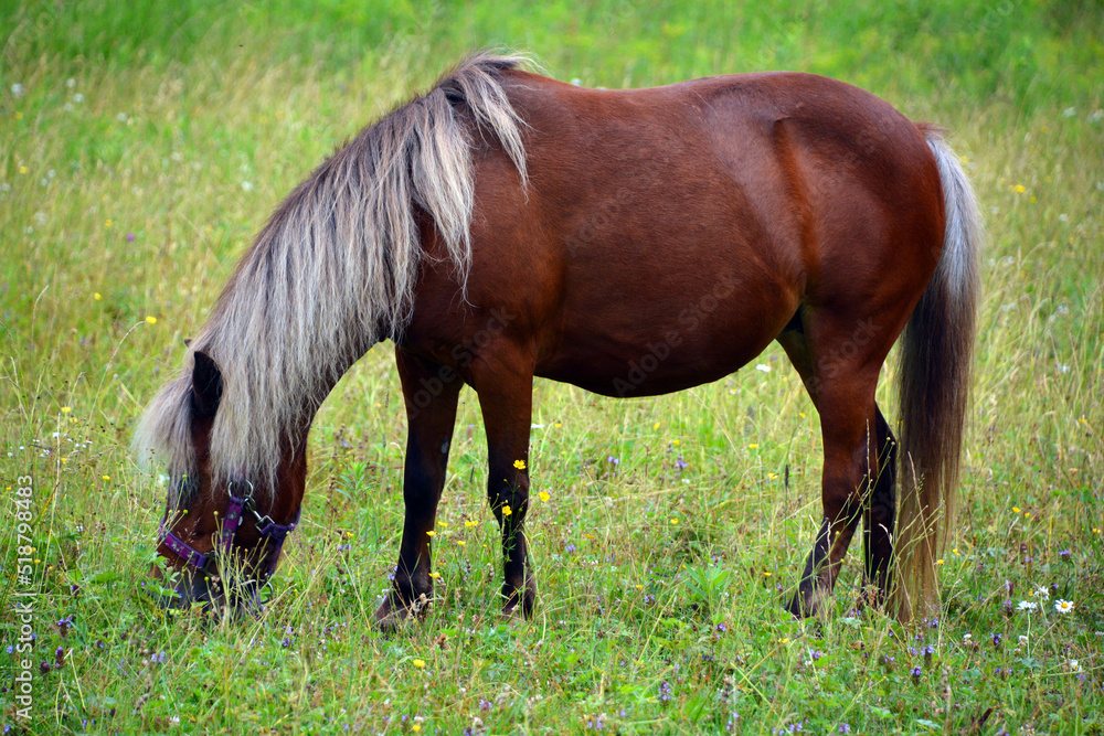 Young horse in field in summer season in Eastern township, Quebec, Canada Young horse in field in summer season in Eastern township, Quebec, Canada