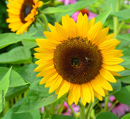 The sunflower is an annual plant native to the Americas. It possesses a large inflorescence  and its name is derived from the flower s shape and image  which is often used to depict the sun.