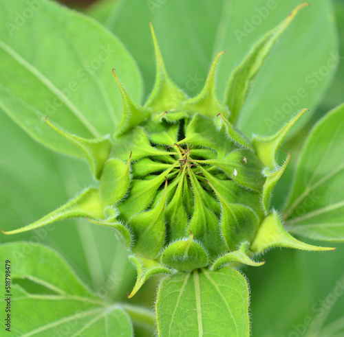 The sunflower is an annual plant native to the Americas. It possesses a large inflorescence, and its name is derived from the flower's shape and image, which is often used to depict the sun.