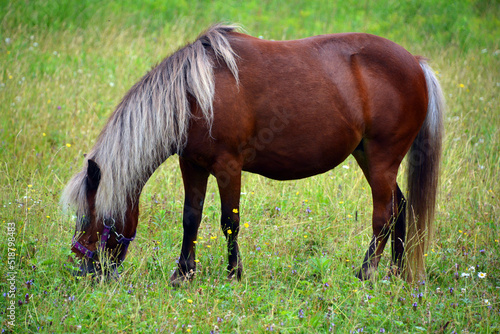 Young horse in field in summer season in Eastern township, Quebec, Canada © Daniel Meunier