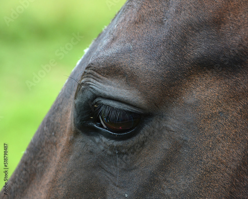 Close up young horse in field in summer season in Eastern township, Quebec, Canada