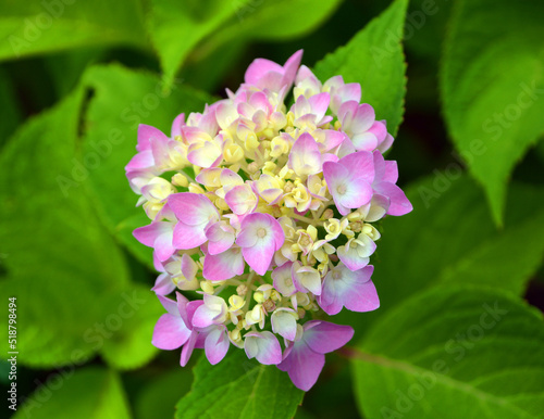 Hydrangea  common names hydrangea or hortensia  is a genus of 70   75 species of flowering plants native to southern and eastern Asia  China  Japan  Korea  the Himalayas  and Indonesia  and the Americas