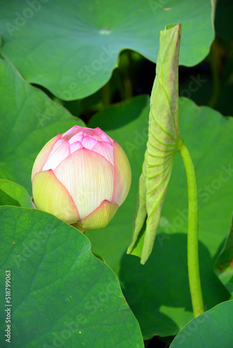 Lotus flower Nelumbo nucifera, known by a number of names including Indian Lotus, Sacred Lotus, Bean of India is a plant in the monogeneric family Nelumbonaceae. photo