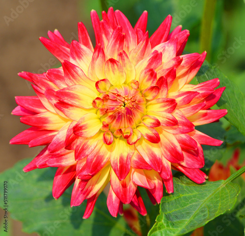 Dahlia is a genus of bushy  tuberous  perennial plants native to Mexico  Central America  and Colombia. There are at least 36 species of dahlia  some like D. imperialis up to 10 metres tall.